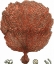 Picture of RED CORAL II