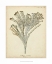 Picture of CORAL COLLECTION I