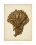 Picture of CORAL COLLECTION VI