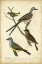 Picture of WILSONS FLYCATCHER