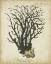 Picture of ESPER ANTIQUE CORAL I