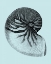 Picture of SHELLS ON AQUA II