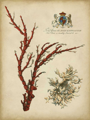 Picture of IMPERIAL CORAL I