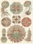 Picture of SOPHISTICATED SEALIFE IV