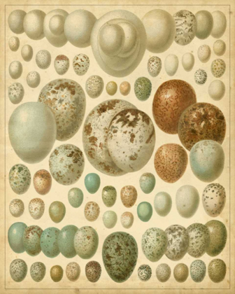 Picture of VINTAGE BIRD EGGS I