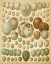 Picture of VINTAGE BIRD EGGS I