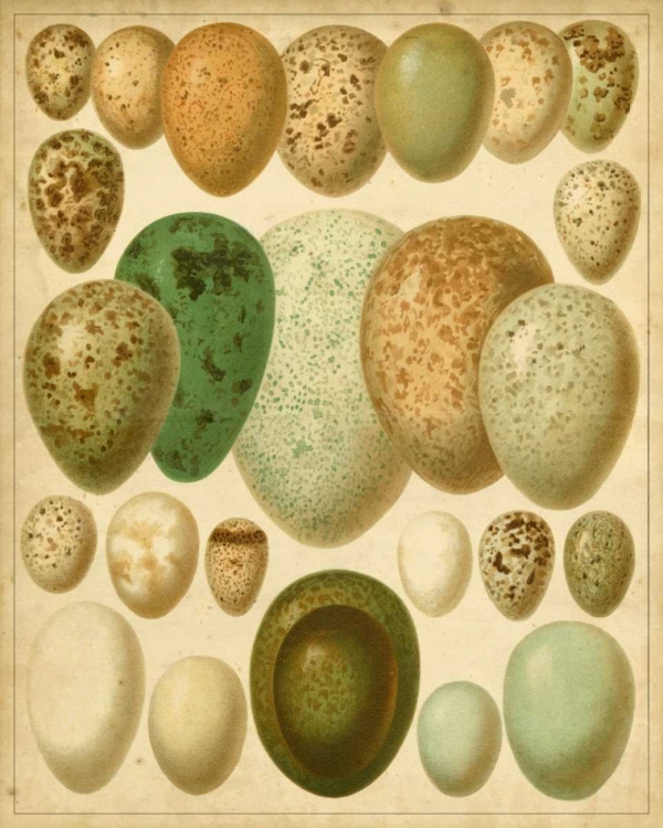 Picture of VINTAGE BIRD EGGS II