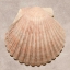 Picture of WEATHERED SHELL SAMPLER