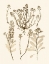 Picture of SEPIA NATURE STUDY III