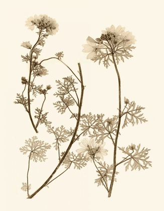 Picture of SEPIA NATURE STUDY IV