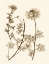 Picture of SEPIA NATURE STUDY IV