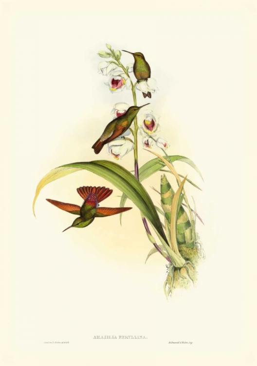 Picture of GOULD HUMMINGBIRD II