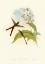 Picture of GOULD HUMMINGBIRD III