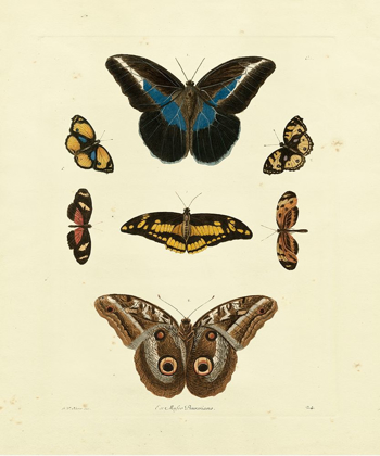 Picture of KNORR BUTTERFLIES I