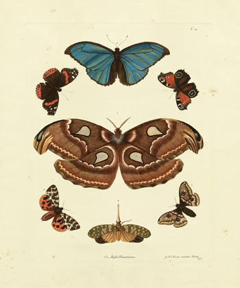 Picture of KNORR BUTTERFLIES II