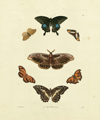 Picture of KNORR BUTTERFLIES III