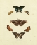 Picture of KNORR BUTTERFLIES III