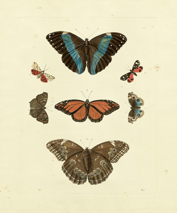 Picture of KNORR BUTTERFLIES IV