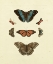 Picture of KNORR BUTTERFLIES IV