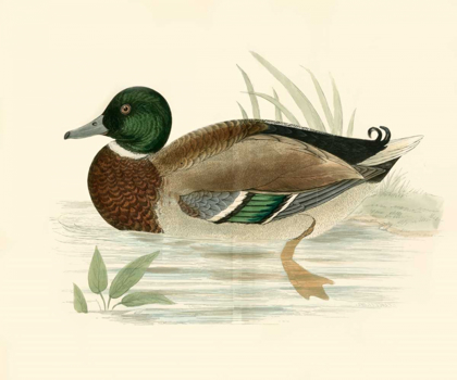 Picture of MORRIS DUCKS I