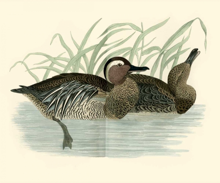 Picture of MORRIS DUCKS II