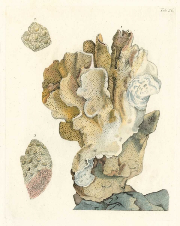 Picture of ANTIQUE CORAL IV