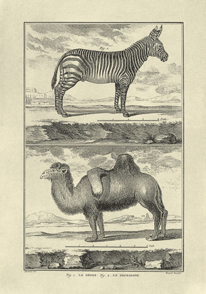 Picture of ZEBRA AND CAMEL