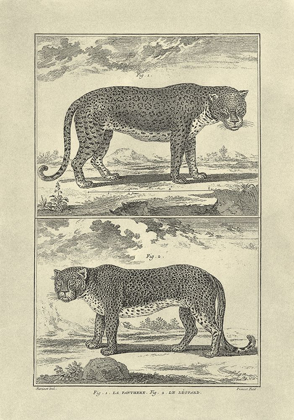 Picture of PANTHER AND LEOPARD