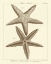 Picture of STRIKING STARFISH I