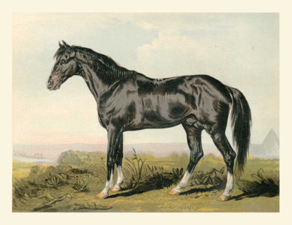 Picture of CASSELLS HORSE II