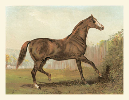 Picture of CASSELLS HORSE III