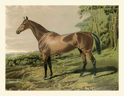 Picture of CASSELLS HORSE IV