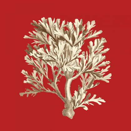 Picture of CORAL ON RED IV