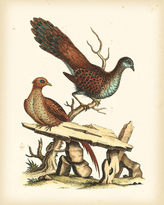 Picture of REGAL PHEASANTS I