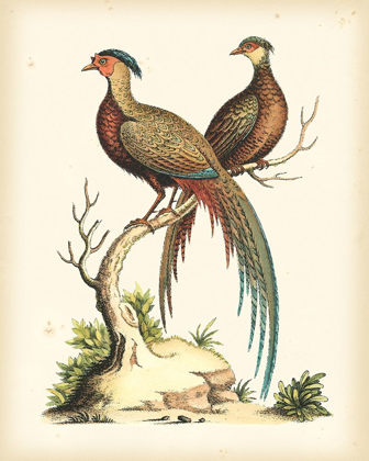 Picture of REGAL PHEASANTS II