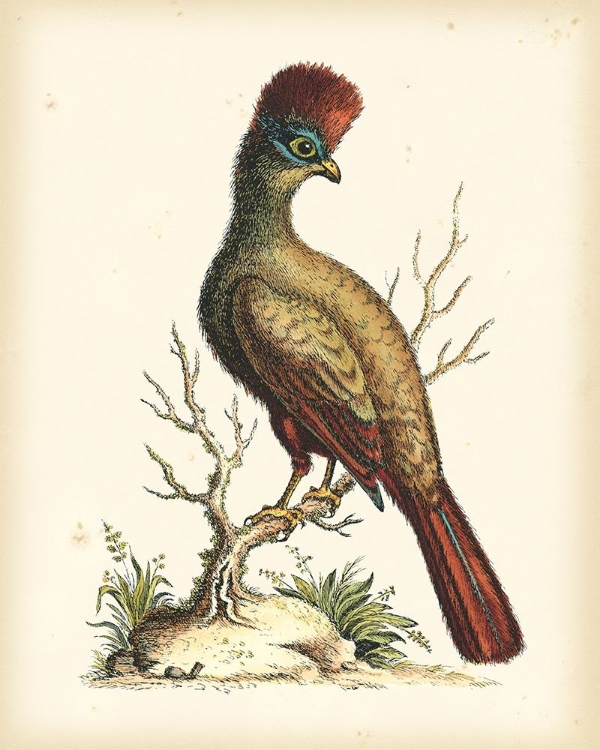 Picture of REGAL PHEASANTS IV