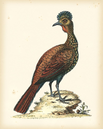 Picture of REGAL PHEASANTS V