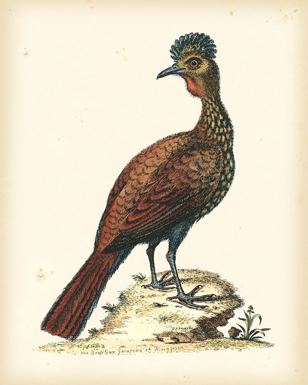 Picture of REGAL PHEASANTS V