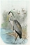 Picture of OVERSIZE COMMON HERON