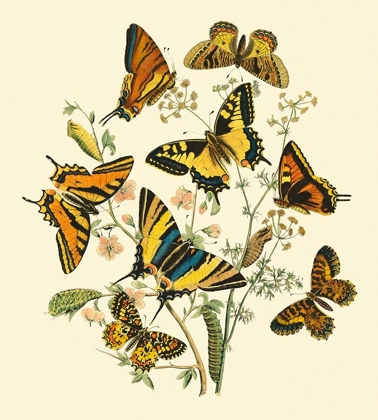 Picture of BUTTERFLY GATHERING I