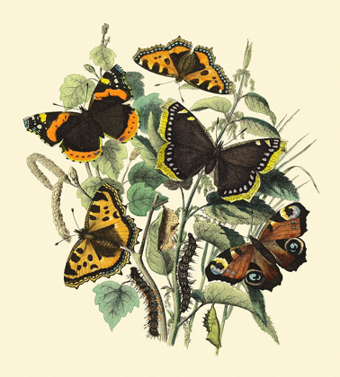 Picture of BUTTERFLY GATHERING II