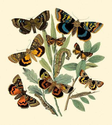 Picture of BUTTERFLY GATHERING III