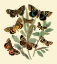 Picture of BUTTERFLY GATHERING III