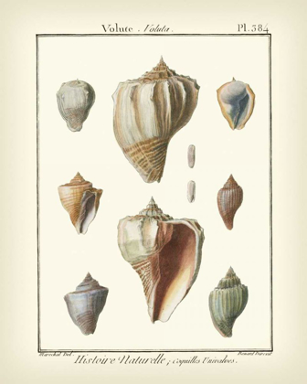 Picture of VOLUTE SHELLS, PL.384