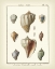 Picture of VOLUTE SHELLS, PL.384