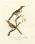 Picture of ANTIQUE FRENCH BIRDS I