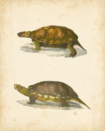 Picture of TURTLE DUO I