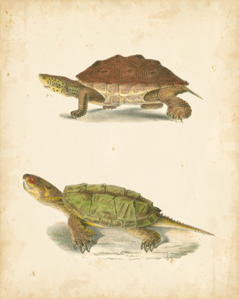 Picture of TURTLE DUO II
