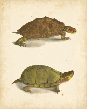 Picture of TURTLE DUO IV