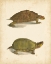Picture of TURTLE DUO IV